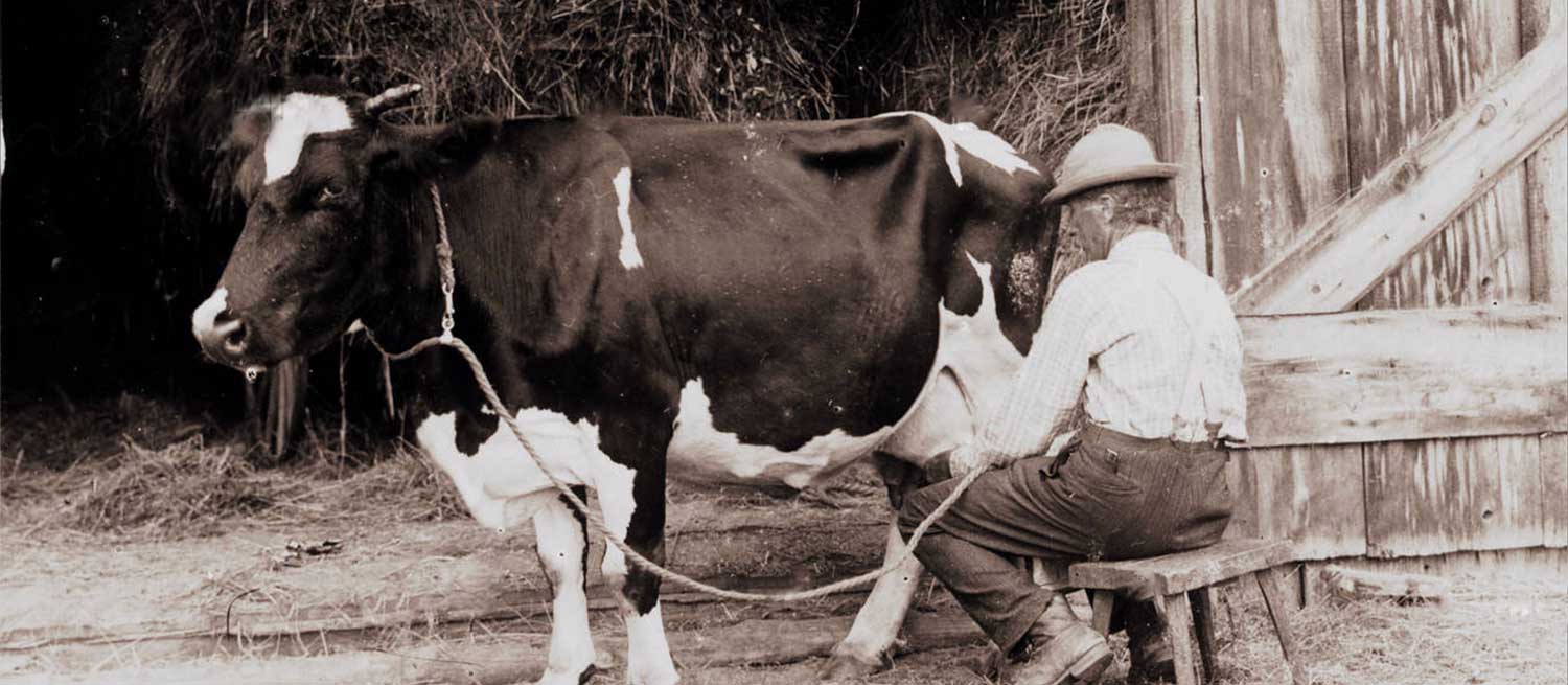 gustou et sa vache